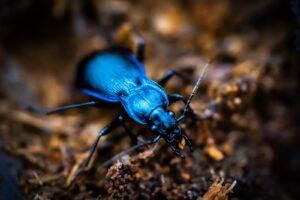 a blue bug is sitting on the ground